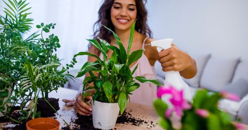 Ways to Make Your Home Look Elegant on a Budget - Indoor Plants