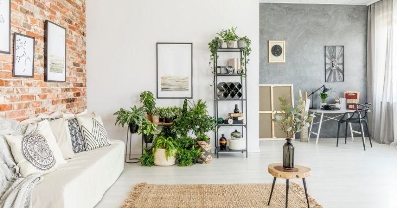 Cozy Apartment Living Room Ideas - Indoor Plants in Living Room