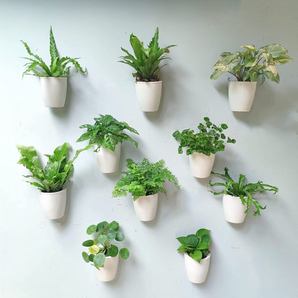 Home Interior Wall Decorations - Wall Planters for Indoor Plants